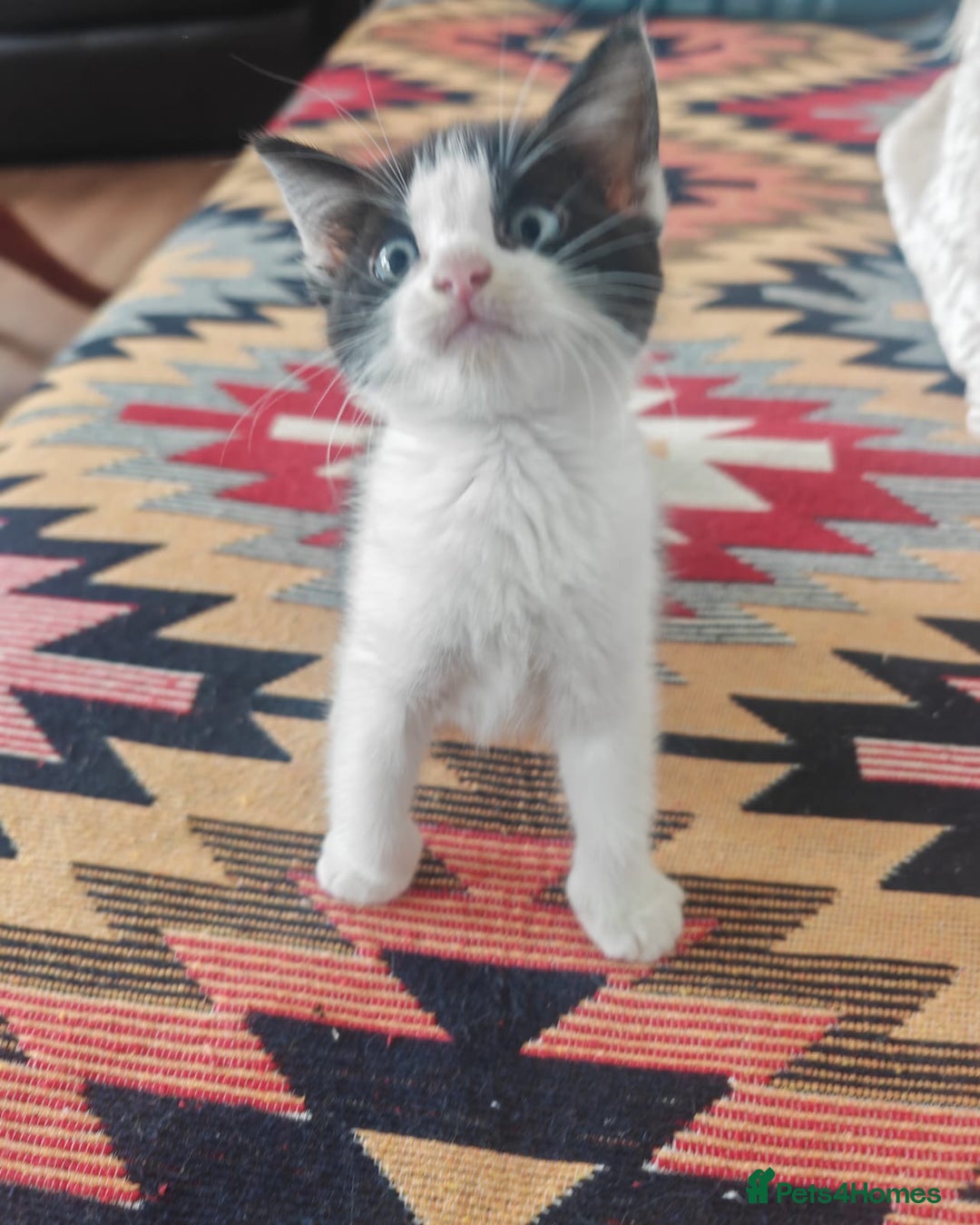 Mixed Breed cats for sale: 3 beautiful kittens left for sale!! - Image 2