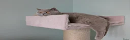 British Shorthair cats for sale: GCCF registered British Shorthair Kittens - Advert 3
