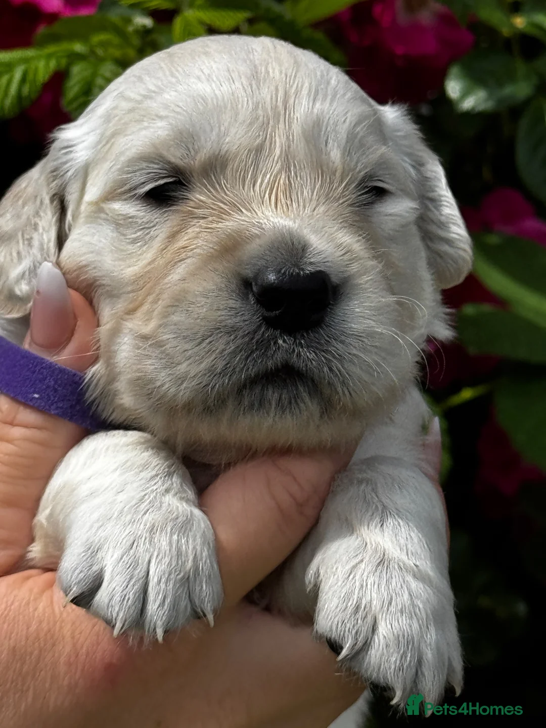 Golden Retriever dogs for sale: ⭐️ KC health tested golden retrievers ⭐️ - Advert 23