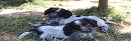 Cocker Spaniel dogs for sale: Working cockers  - Advert 1