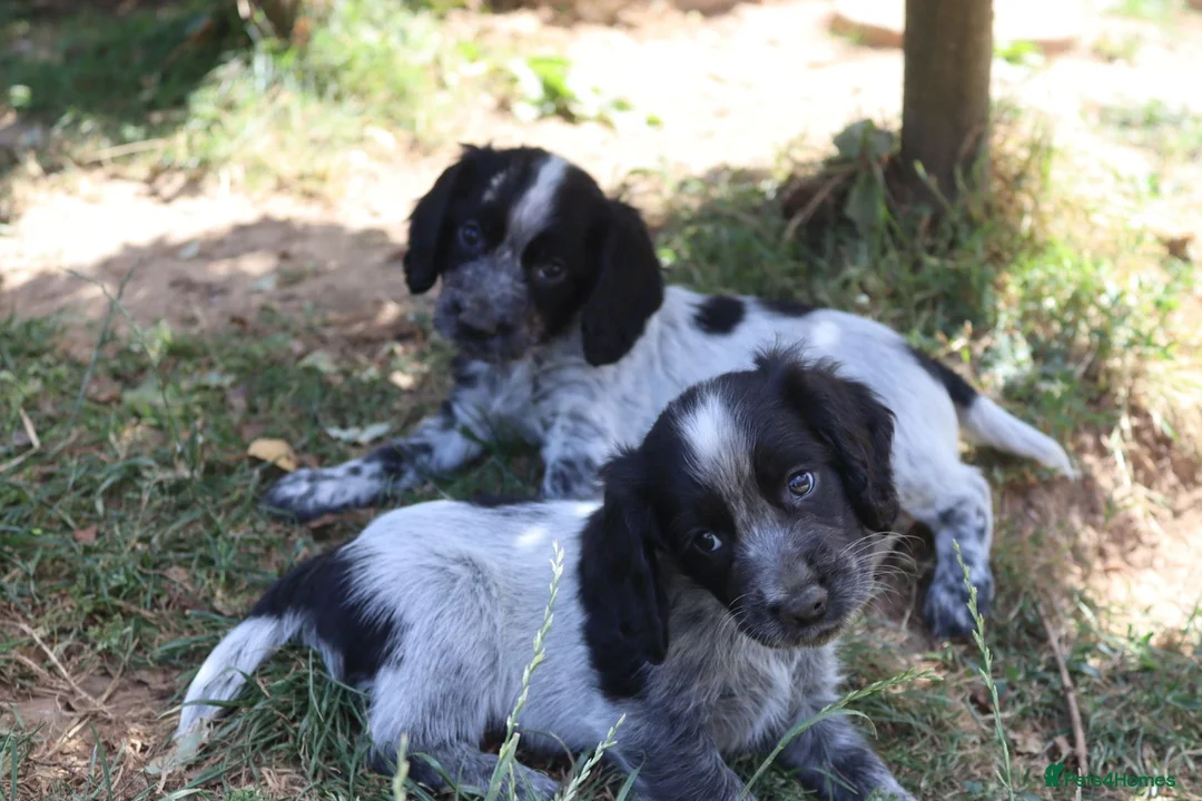 Cocker Spaniel dogs for sale: Working cockers  - Advert 1
