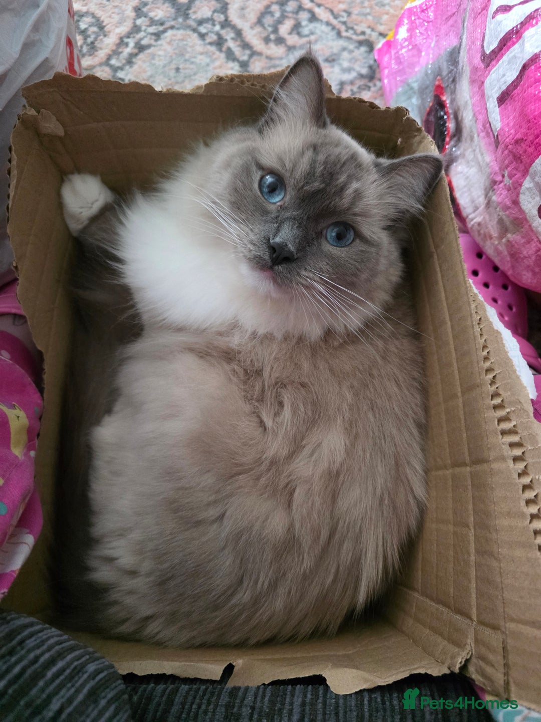 Ragdoll cats for sale: Beautiful Loving Boy - Advert 10