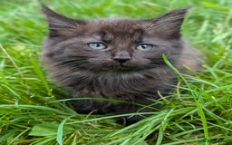 European cats for sale: Beautiful, friendly and playful kittens - Image 19