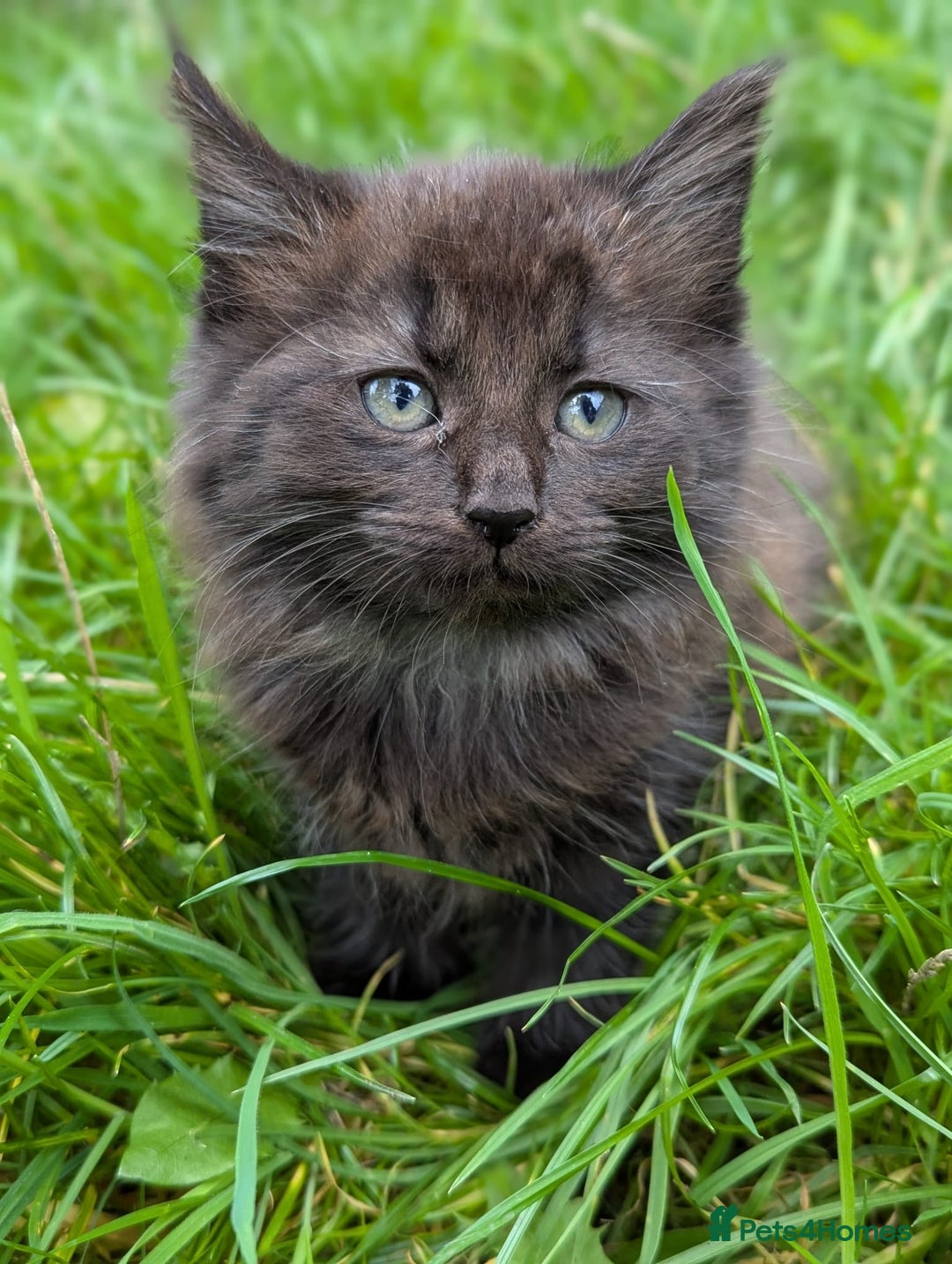 European cats for sale: Beautiful, friendly and playful kittens - Image 19