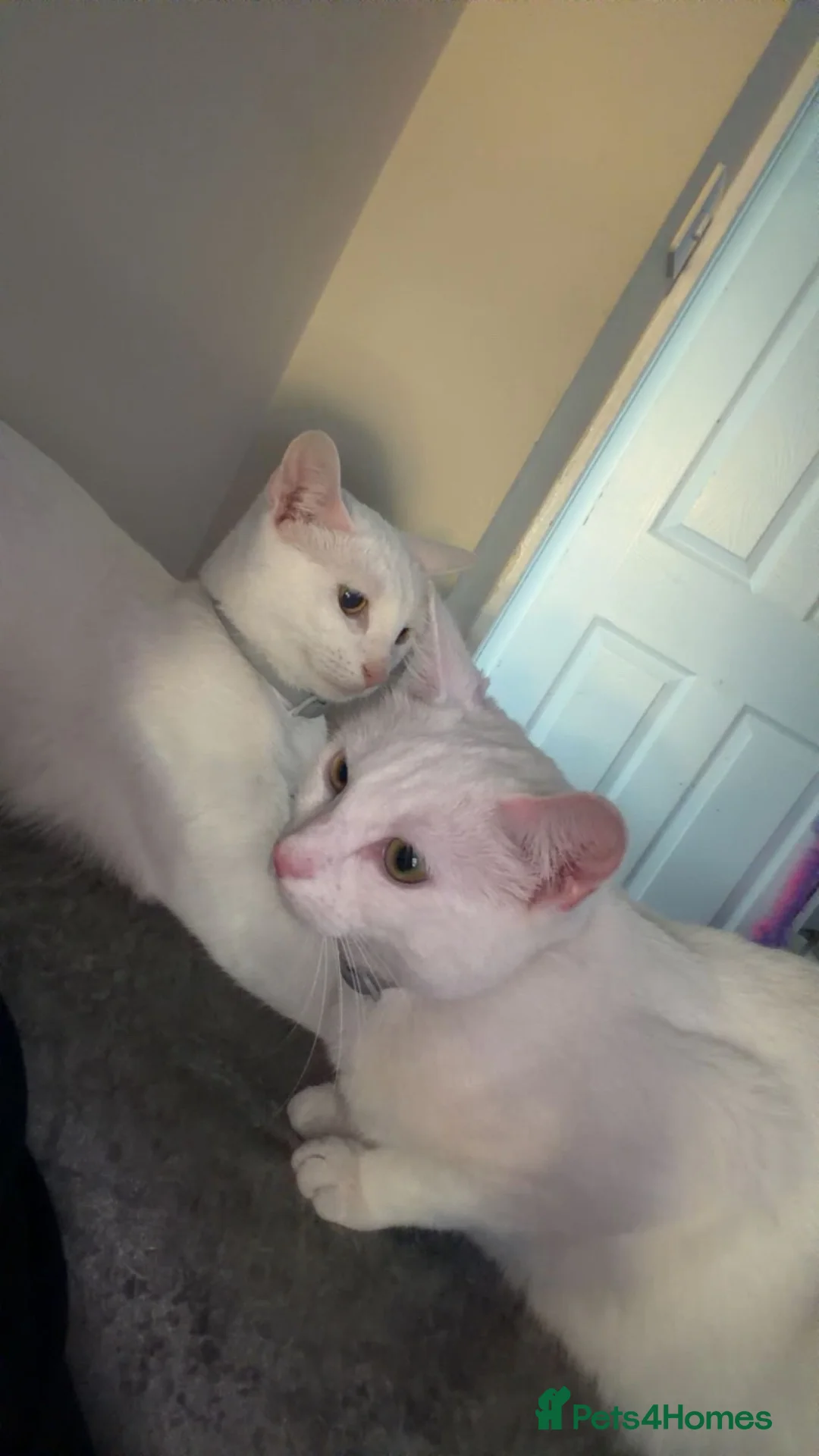 Mixed Breed cats for sale: White female cat in Rotherham - Advert 4