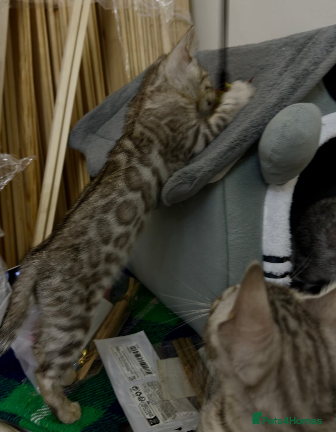 Bengal cats for sale: purebred Bengal kittens - Advert 7