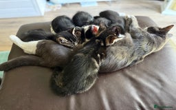 Domestic Shorthair cats for sale: 5 adorable kittens ready now - Image 3