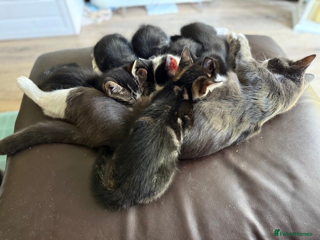 Domestic Shorthair cats for sale: 5 adorable kittens ready now - Image 3