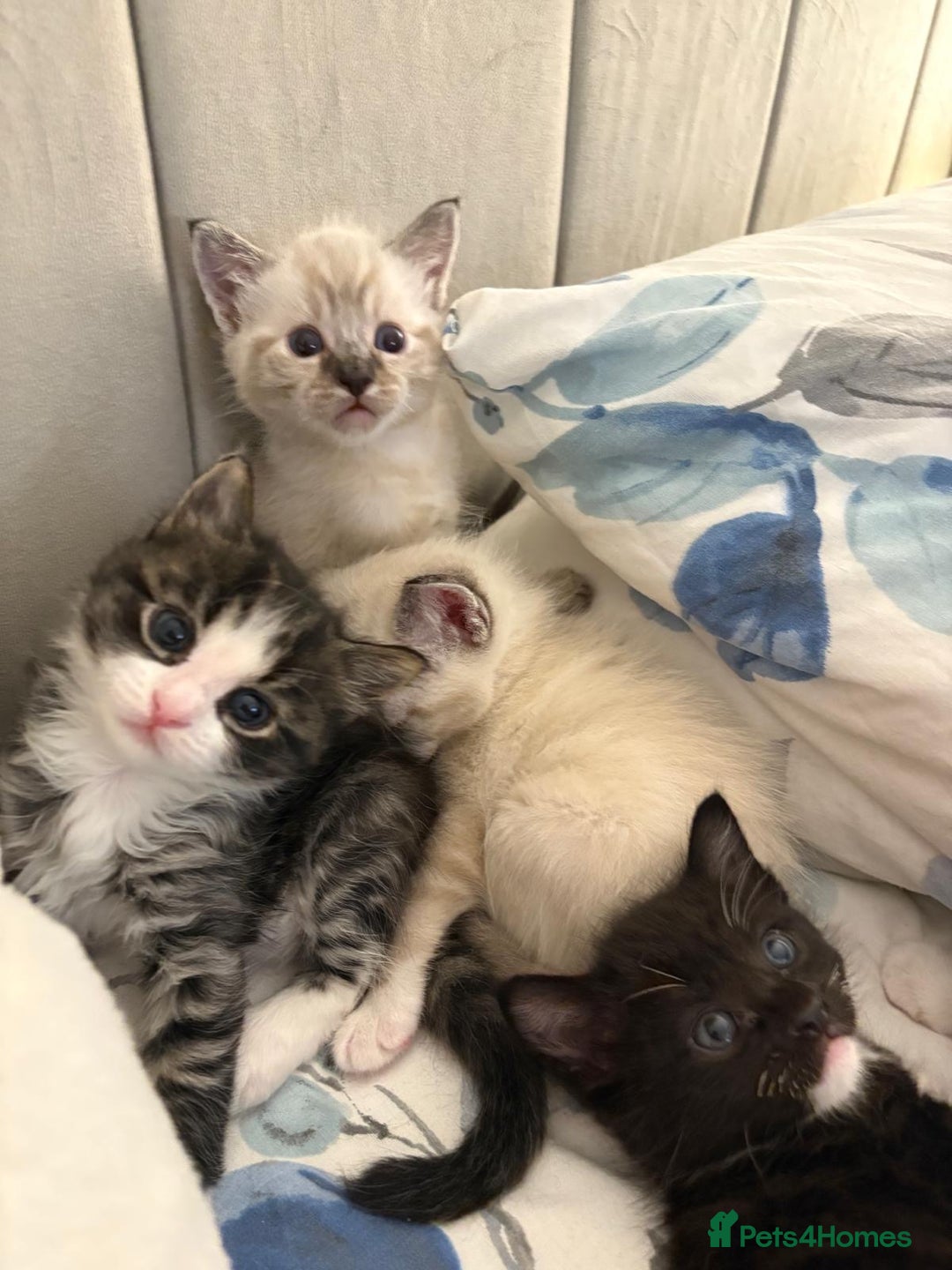 Bengal cats for sale: Ragdoll x Egyptian mau kitties  - Image 4