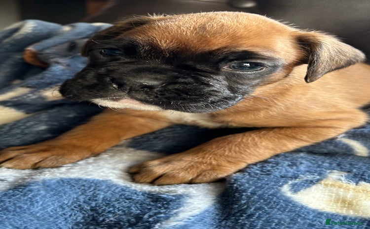 Boxer dogs - Advert 2