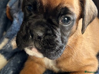 Boxer dogs - Advert 17