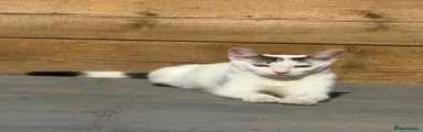 Domestic Shorthair 1