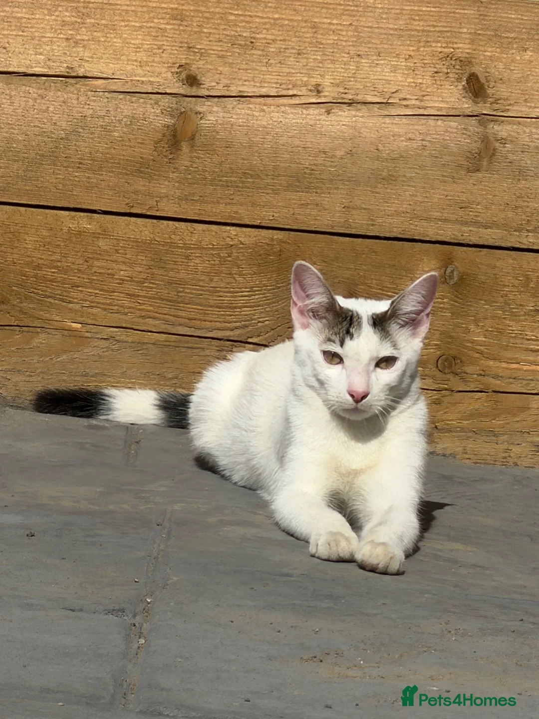 Domestic Shorthair cats for sale: kitten  in Dudley - Advert 2