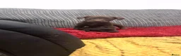 Mixed Breed dogs for sale: Beautiful mixed breed puppies - Advert 5