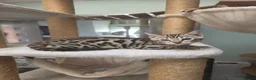 Bengal cats for sale: TICA REGISTERED BROWN ROSETTED BENGAL KITTENS  - Advert 36