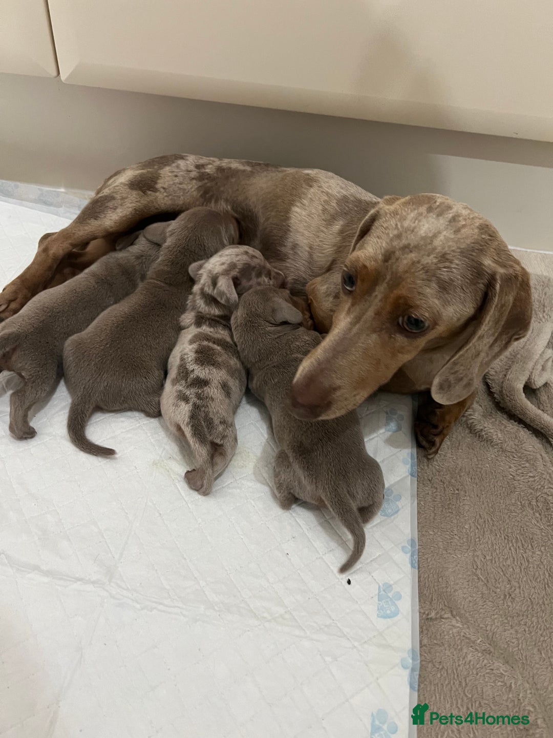 Miniature Dachshund dogs for stud: Read carefully❗️Male miniature Dachshund for Stud  - Advert 5