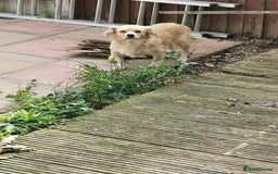 Mixed Breed dogs for adoption: Senior rescue Buddy is looking for a second chance - Image 6