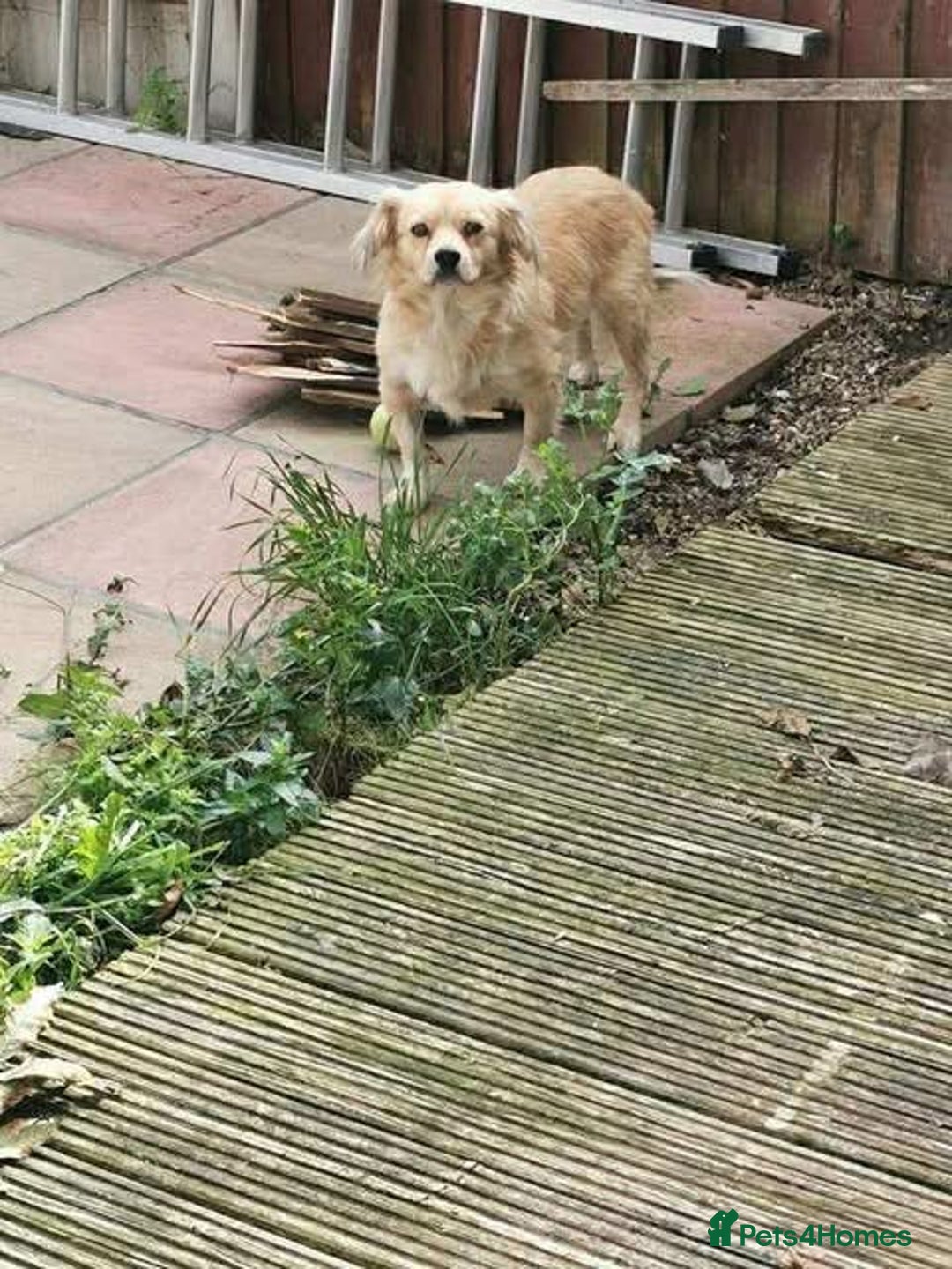Mixed Breed dogs for adoption: Senior rescue Buddy is looking for a second chance - Image 6
