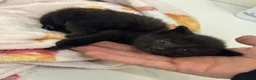 Mixed Breed cats for sale: 7 Beautiful Kittens Looking for New Homes - Advert 3