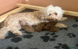 Cockapoo dogs for sale: Beautiful Red F1B Cockapoo puppies  - Image 2