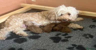 Cockapoo dogs - Advert 16