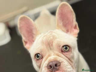 French Bulldog dogs Female Frencie - Advert 1