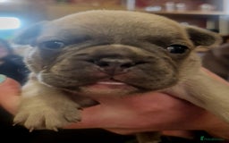 French Bulldog dogs for sale: Kc registered french bulldog puppies - Image 30