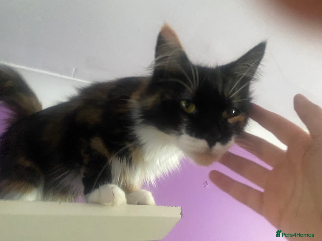 Maine Coon cats for sale:  Vet check. Full Vaccinated. Microchiped kittens in Sudbury - Image 35