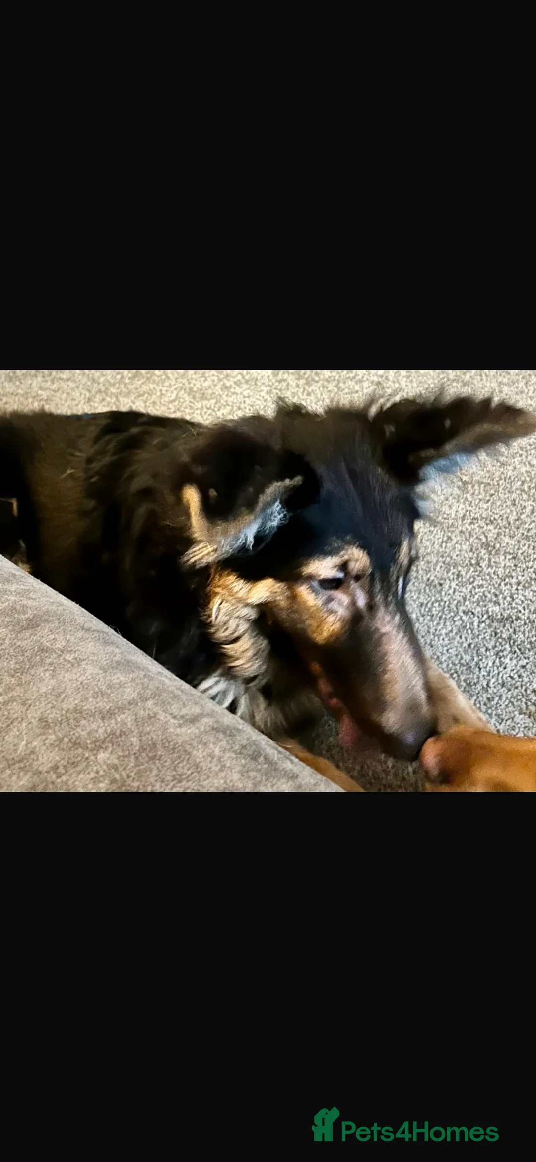 German Shepherd dogs for sale: German shepherd  - Advert 2