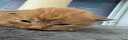 Mixed Breed cats for sale: Three ginger boys One Tortie Girl - Advert 5