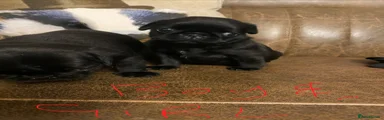 Pug 2