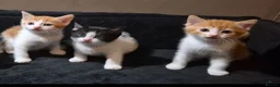 Mixed Breed cats for sale: Ready to Leave - 3x Beautiful Mixed Breed Kittens  in Northampton - Advert 8