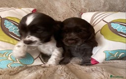 Cocker Spaniel dogs for sale: Adorable show cocker puppies - Image 29