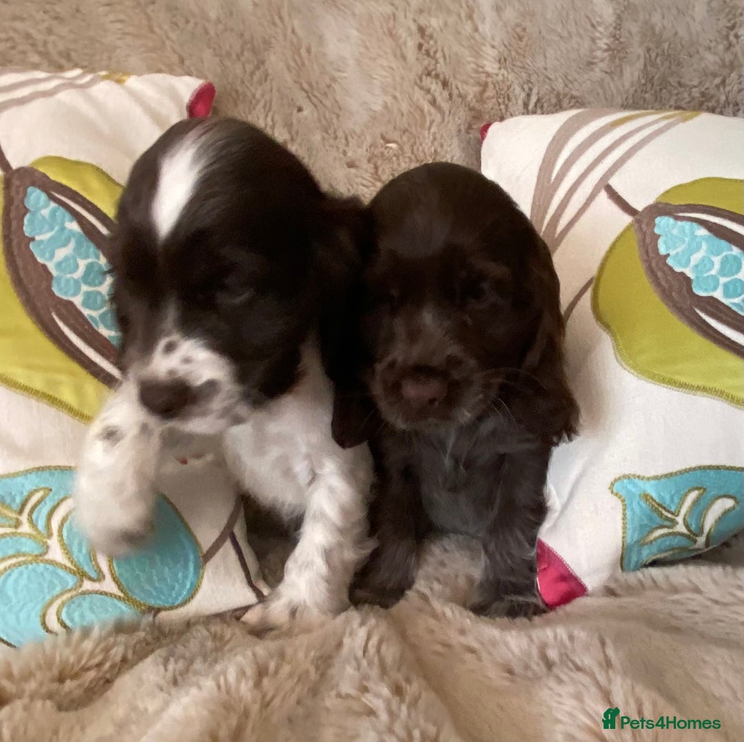 Cocker Spaniel dogs for sale: Adorable show cocker puppies - Image 29