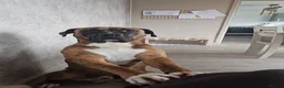 Mixed Breed dogs for sale: Bullboxer for rehoming in Eastbourne - Advert 1
