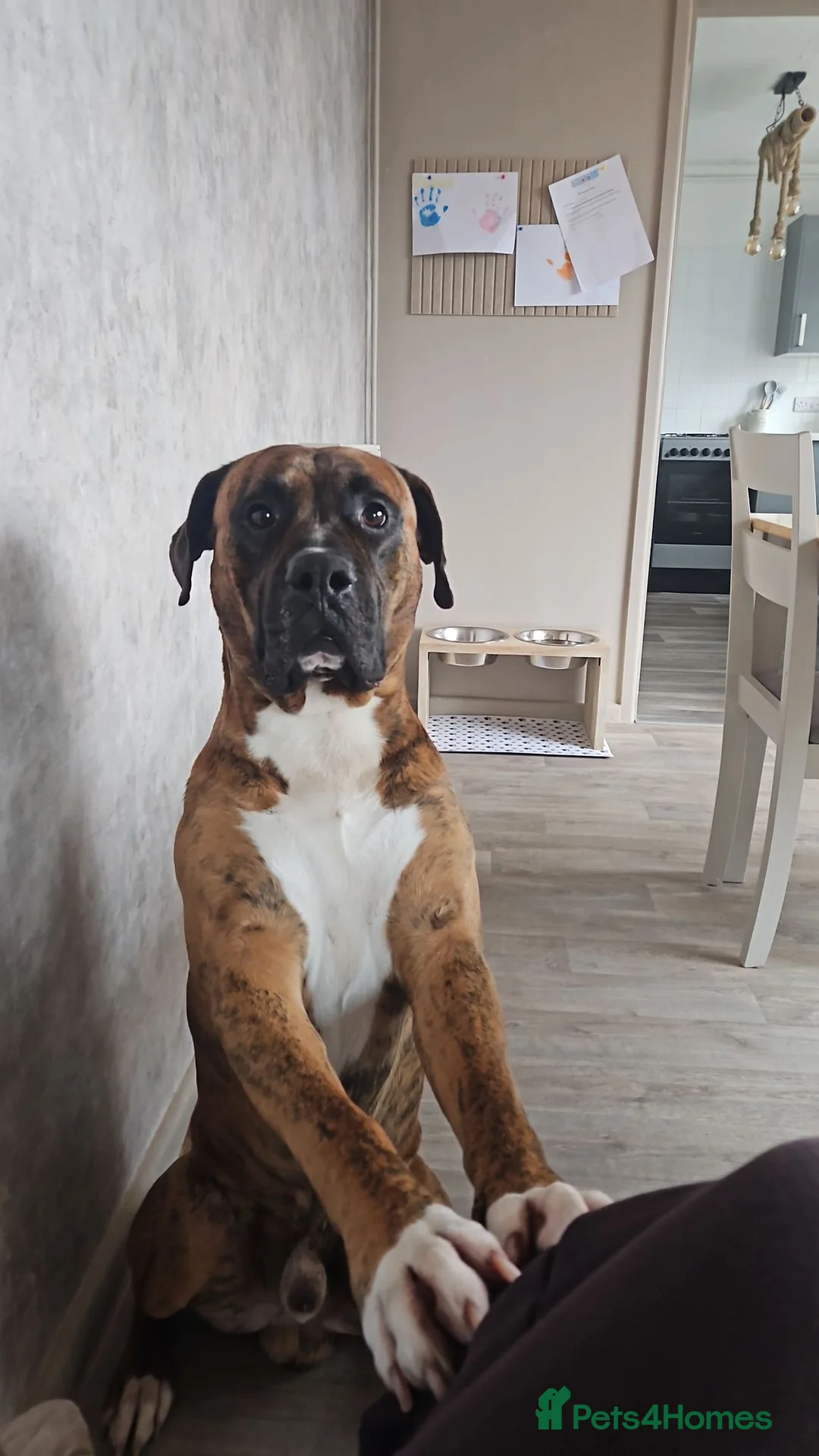 Mixed Breed dogs for sale: Bullboxer for rehoming in Eastbourne - Advert 1
