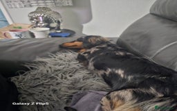 Dachshund dogs for sale: TWO DAUSHUNDS - Image 40