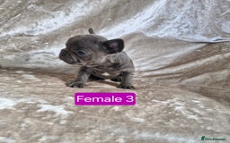 French Bulldog dogs for sale: French Bulldog Puppies  - Image 31
