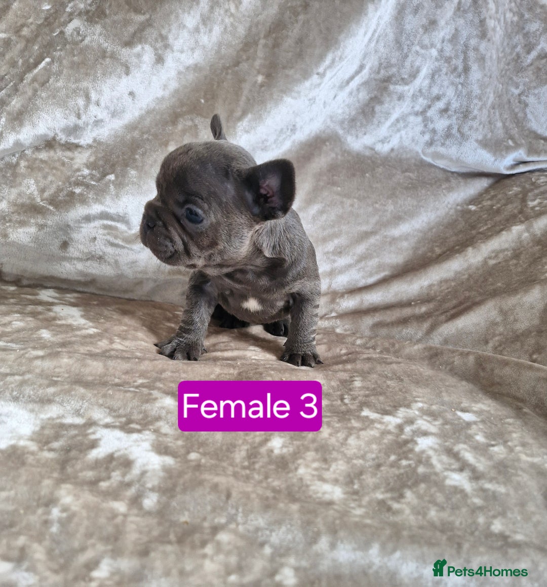 French Bulldog dogs for sale: French Bulldog Puppies  - Image 31