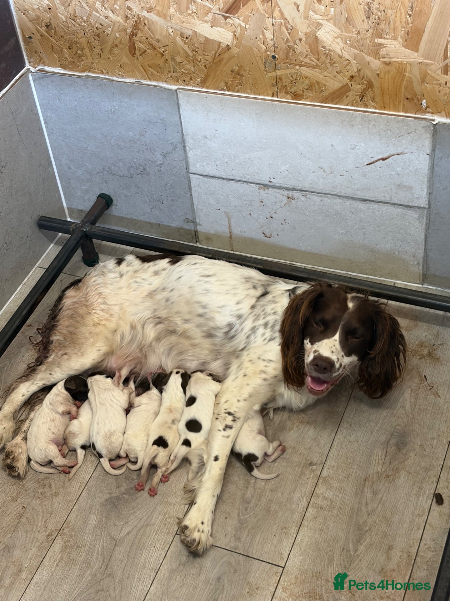 English Springer Spaniel dogs Gorgeous English Springer Spaniel pups🐶 - Advert 1