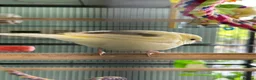Canaries birds for sale: Baby canary for sale  - Advert 3