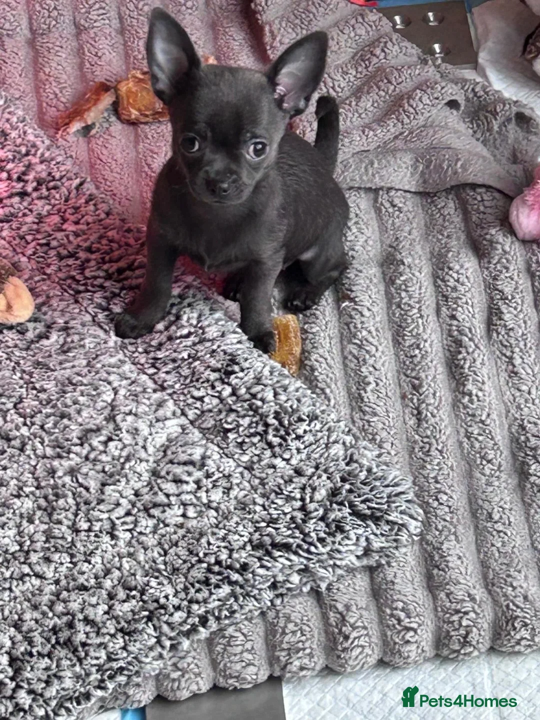 Chihuahua dogs for sale: KC Reg short-hair Chihuahua apple-headed puppies - Advert 4
