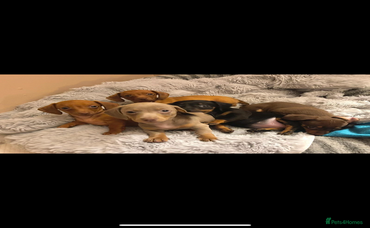 Chiweenie dogs Chiweenies for sale - Advert 9