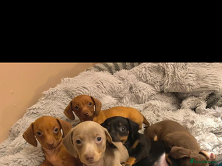 Chiweenie dogs Chiweenies for sale - Advert 9