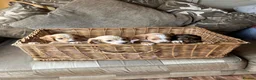 Cocker Spaniel dogs for sale: Cocker spaniel puppies 4 boys & 4 girls  in Bedlington - Advert 12