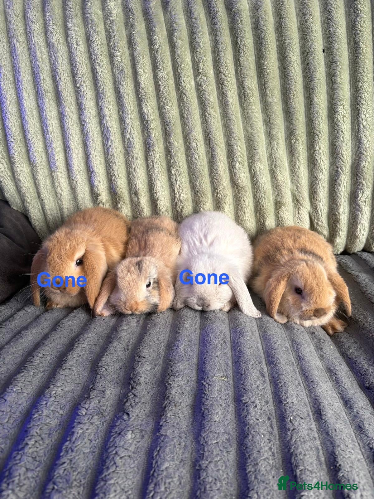 Mini Lop rabbits 💙🩷 Beautiful Pure Bred Mini Lop Bunnies 🩷💙 - Advert 2