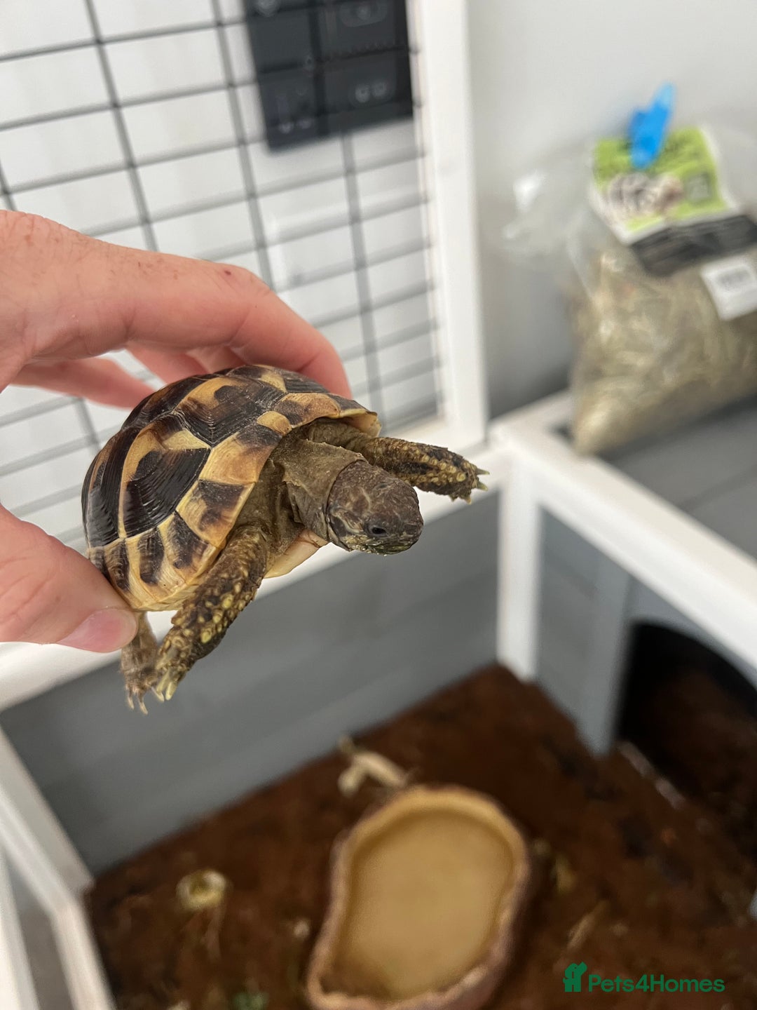 Tortoise reptiles for sale: 2 Hermann tortoises plus enclosure for sale - Image 2