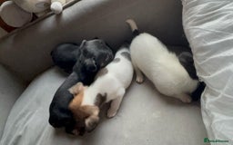 Mixed Breed dogs for sale: french bulldog x jack russell  - Image 11