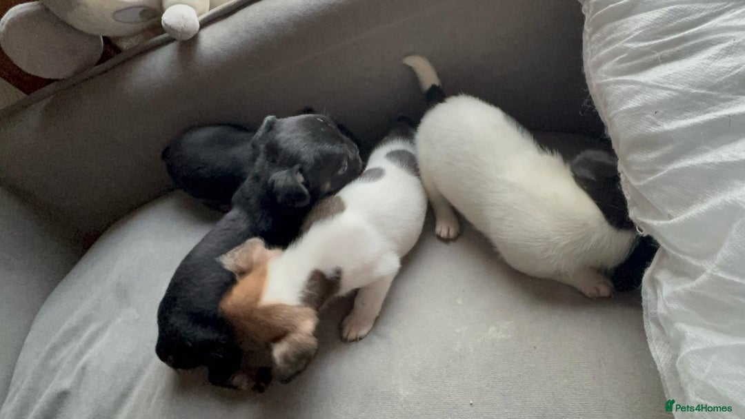 Mixed Breed dogs for sale: french bulldog x jack russell  - Image 11