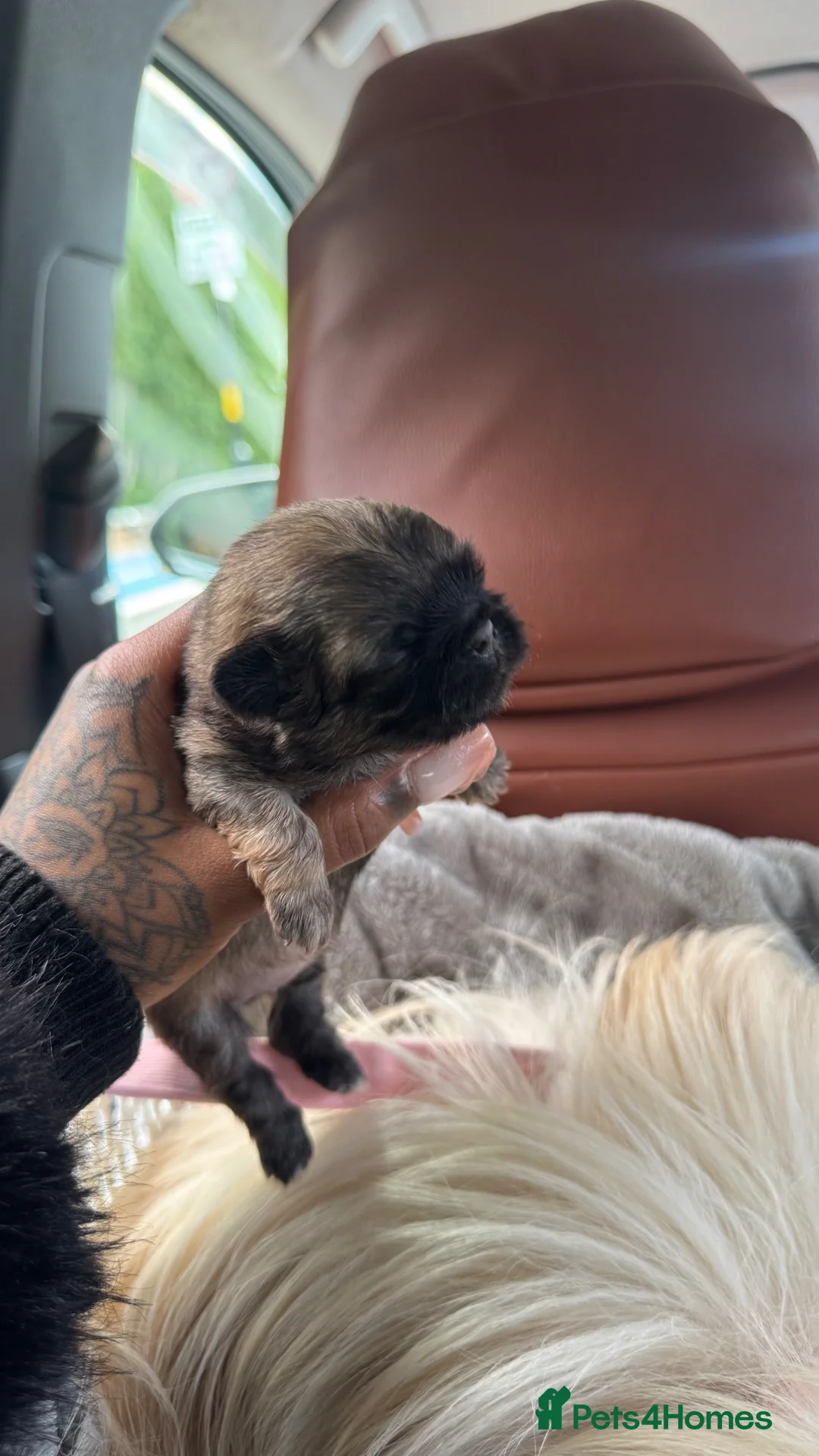 Pekingese dogs for sale: Luxury Pekingese puppies - Advert 1